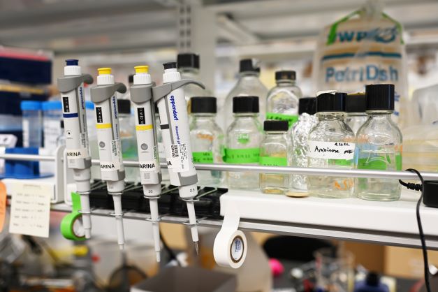 lab