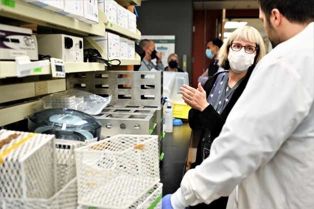 lab