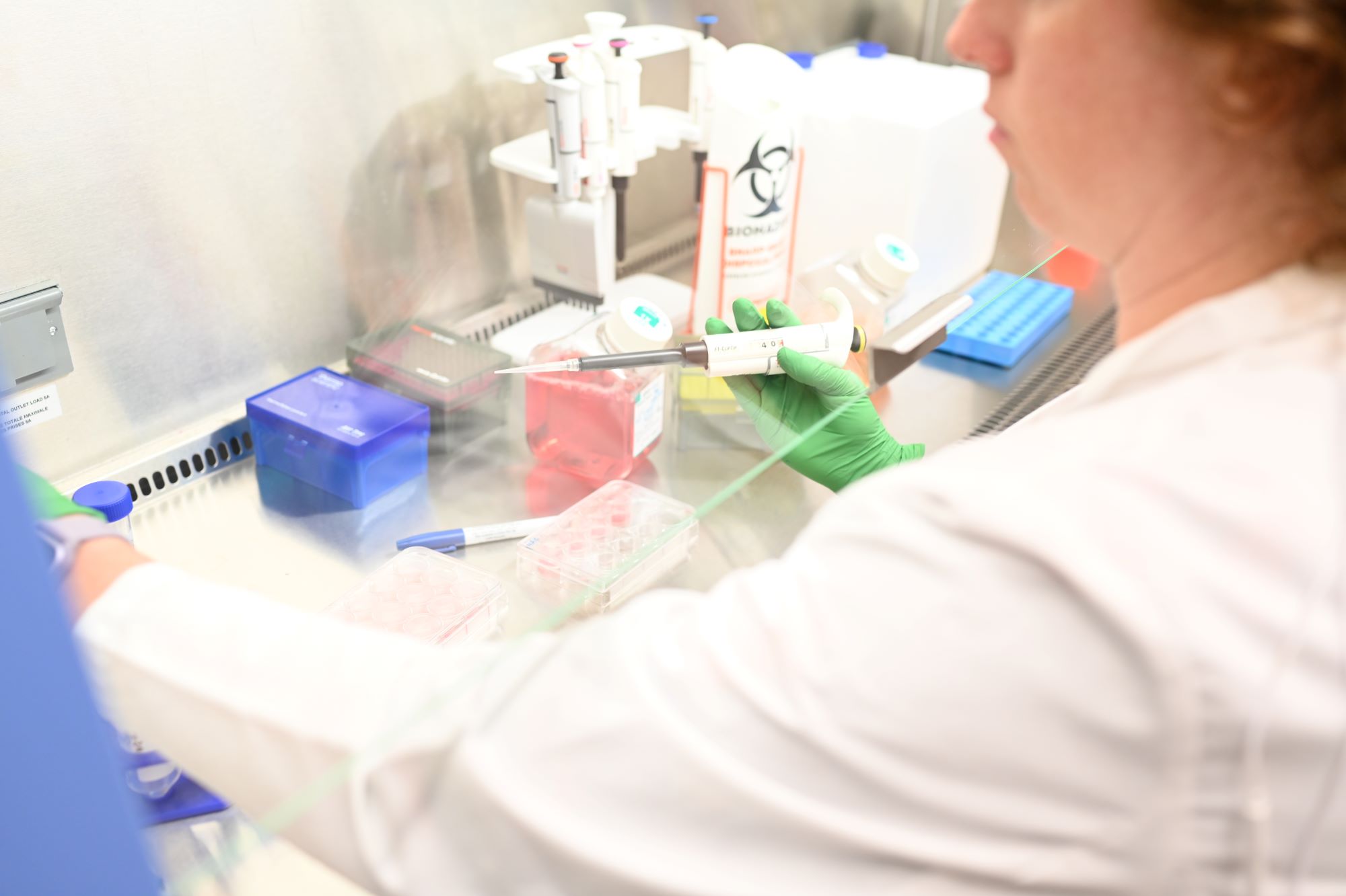 lab